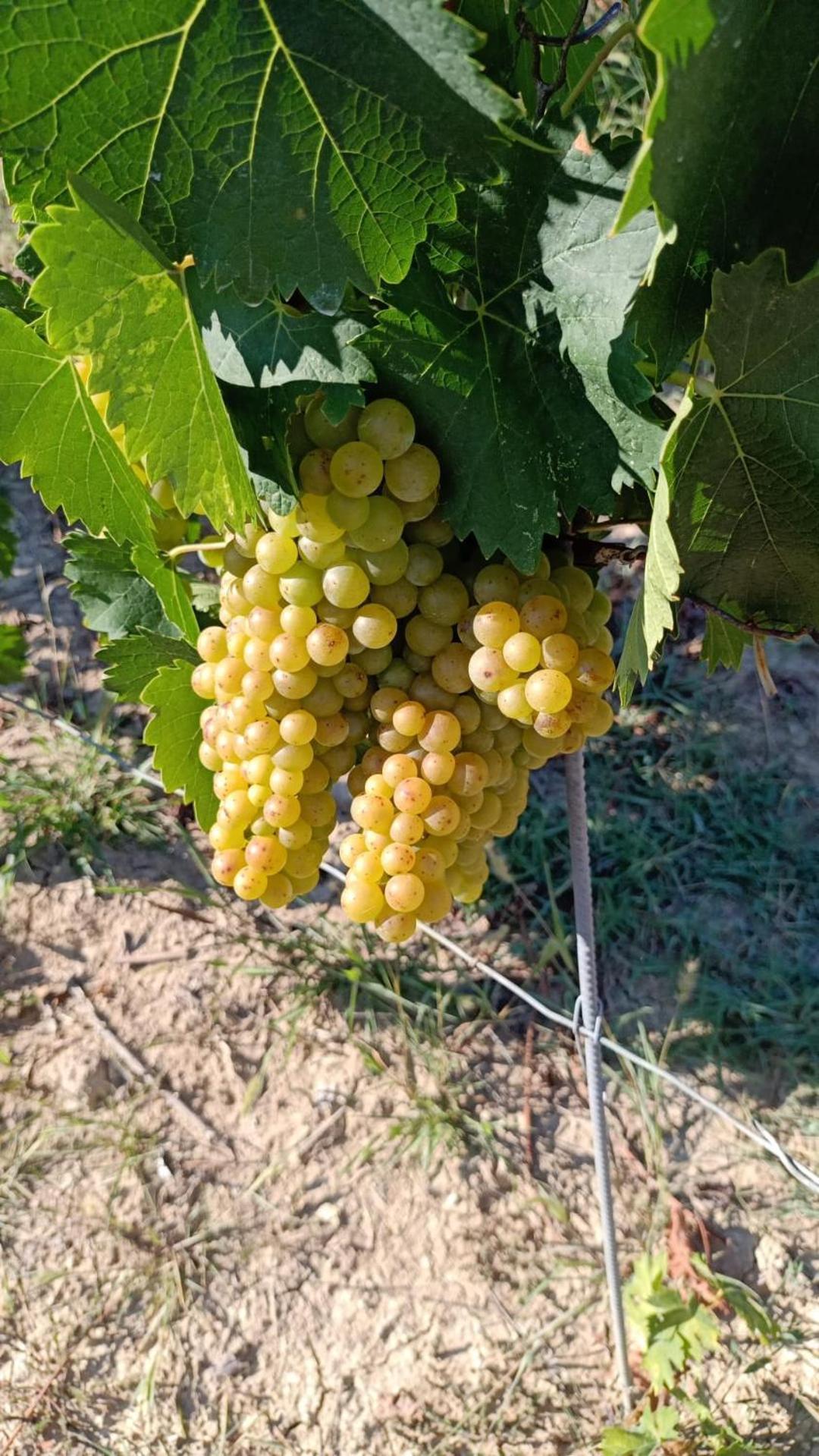 Agriturismo Vecchio Torchio Canelli Luaran gambar